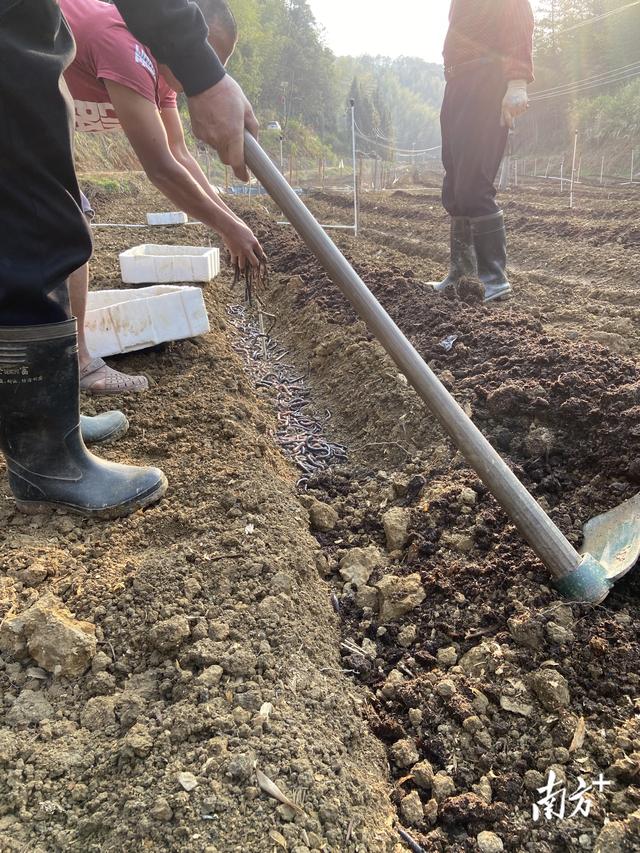 梅州蕉岭：强头雁“蚓”出致富路，小地龙“钻”活闲耕地