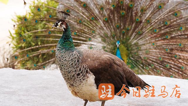 蓝孔雀“开屏季”来了 错过要再等一年