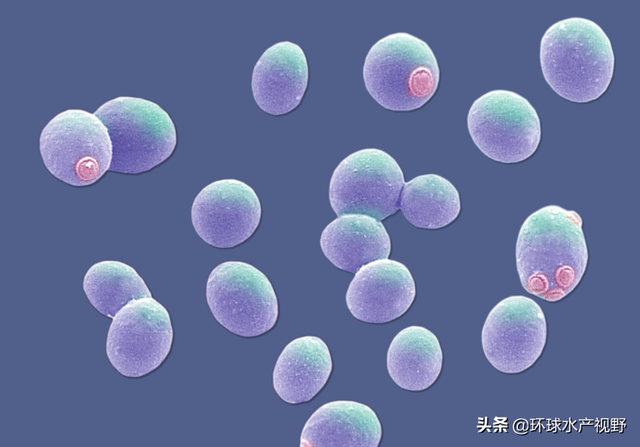 这5种益生菌帮了养殖户大忙，你知道几种？