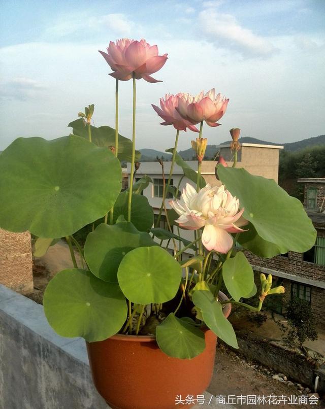 喜欢荷花的花友们有福了，教你如何把迷你荷花养在家