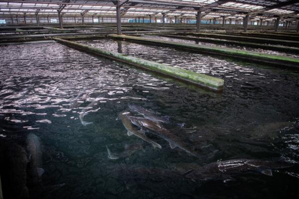 走江湖 看流域｜鲟鱼“上岸”还清江碧水