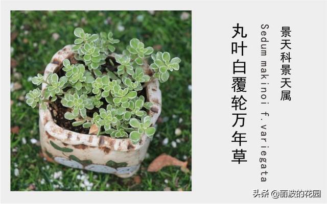 「青叶丸叶万年草」茎匍匐生长叶绿色叶片圆卵形对生原始种