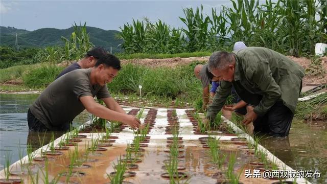 水上种稻 水里养鱼 西双版纳州首个“稻鱼共生”示范基地水稻种植成功