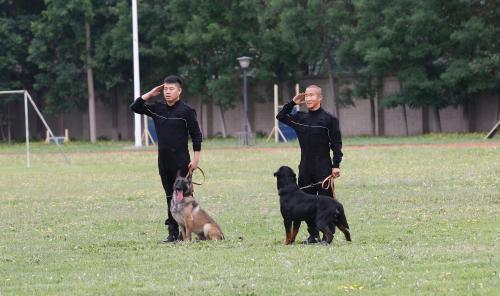 无言的战友！实地探访北京市公安局警犬基地