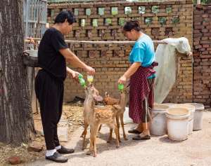 山东鹿养殖基地(山东邹平市：退役军人夏方刚靠养殖梅花鹿走上致富路)