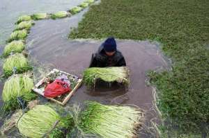 赤练蛇养殖(江苏水芹养殖新技术，每亩产值4万元种植过程中需要注意什么？)