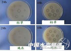 水产养殖用功能菌(来来来见识对虾养殖中“过路菌”、“功能菌”、“酶制剂”，用过的人都叫好)