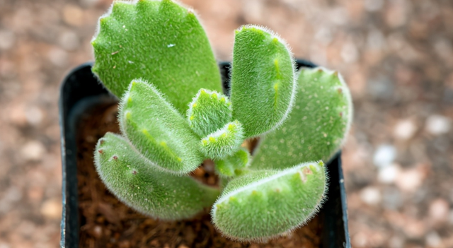 养殖多肉植物碧光环，日常多注意这些，长得萌萌哒