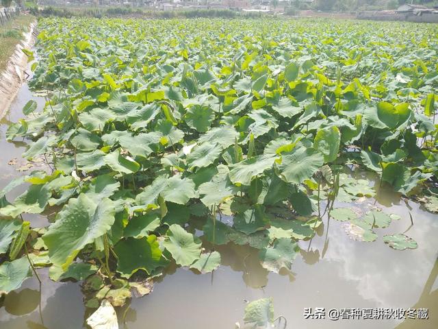 小满天赶天：夏季水产养殖问题多，6个建议做好草鱼养殖