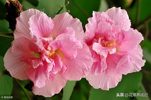 盆栽芙蓉怎么养？芙蓉花养殖方法和注意事项