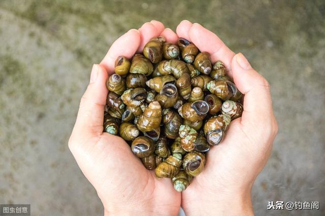 黑坑钓青鱼全靠“矛”？想让鱼好好吃饵，这几个方面很重要