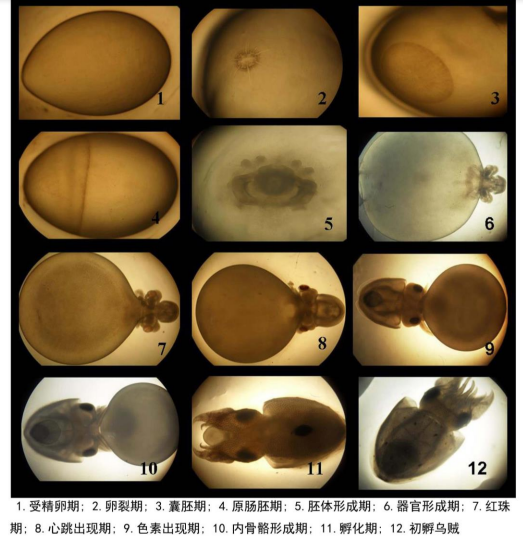 “南卵东调”后育苗十年，宁波突破虎斑乌贼大规模人工繁育难题