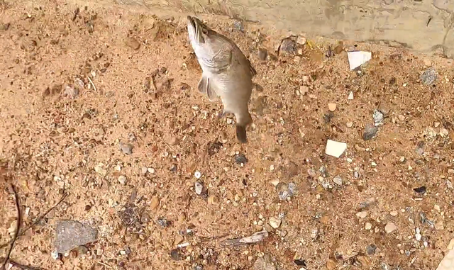 尼罗河尖吻鲈入侵茂名河道，钓鱼人：很多人钓到了