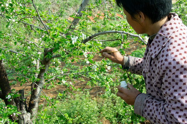 壁蜂——管中筑巢，黄泥做茧，能帮果农大忙的授粉蜂，你见过吗？