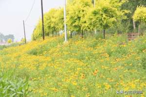 铁岭鸵鸟养殖(走进东丰县太和村：不仅家家有美景，而且处处有风情……)