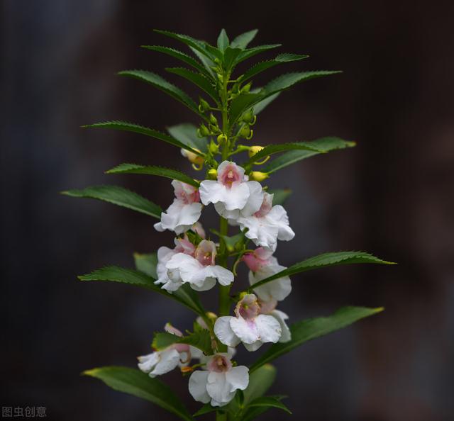 凤仙花盆栽养殖方法