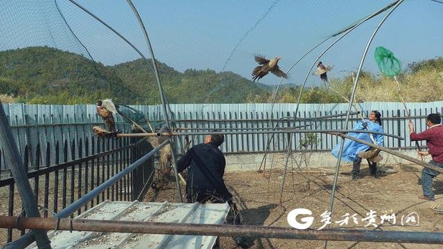 三都：绿色健康七彩山鸡首次供应年货市场