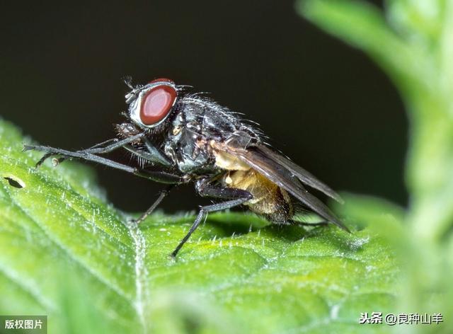 养殖场10种驱蚊子灭苍蝇方法！夏季养羊、养牛、养猪都能用上