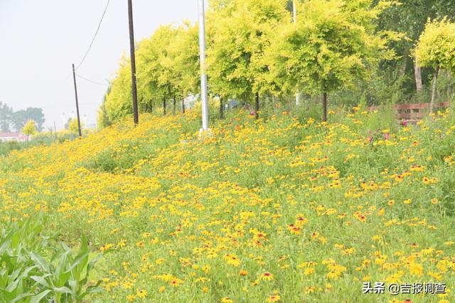 走进东丰县太和村：不仅家家有美景，而且处处有风情……