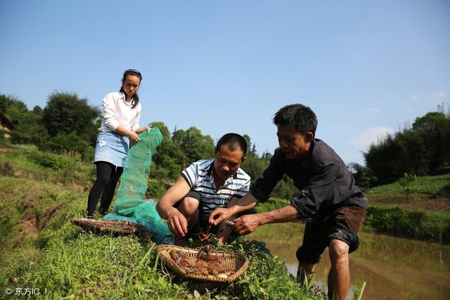 又到了小龙虾的最佳养殖季节，养殖小龙虾应注意什么？前景如何？