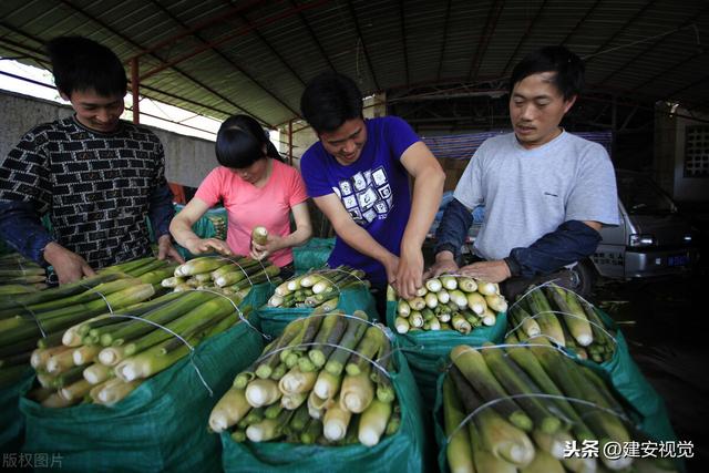 中国麻鸭之乡：缙云县40000多只麻鸭放养9036亩茭田