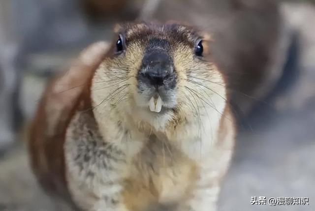 美洲旱獭感染实验饲养管理有哪些？关于它的实验技术探讨