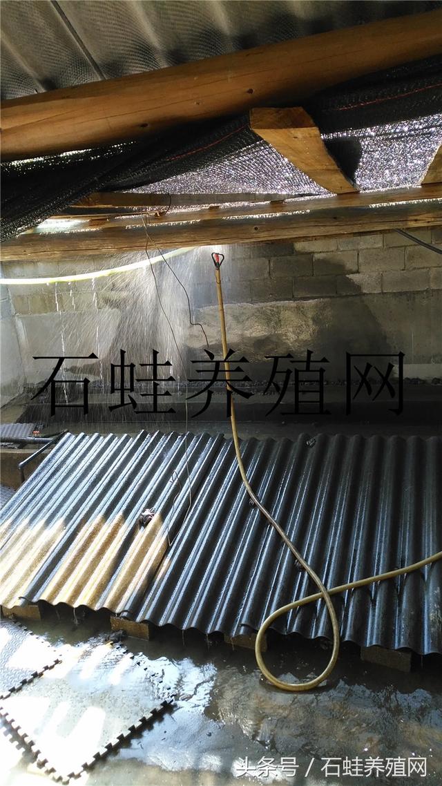 石蛙苗池建设参考