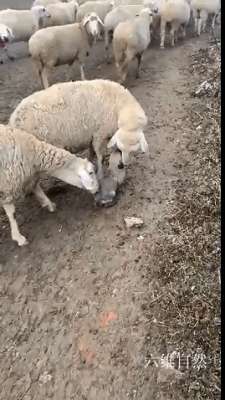 肉食狗养殖视频(国外一只牧羊犬幼崽刚满月，就出来驱赶羊群，反被羊群当成小羊羔)