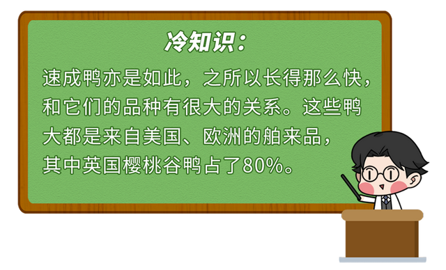 40天出栏的速成鸡，含有大量激素，有害还致癌？不敢吃的人看看吧