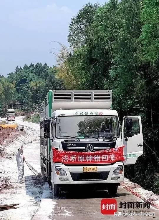 好消息！非瘟后四川首批海外种猪进入养殖场