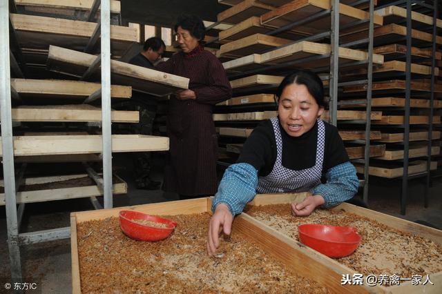 养鸡秘诀：散养土鸡营养餐—黄粉虫养殖技术揭秘 太详细了！收藏！