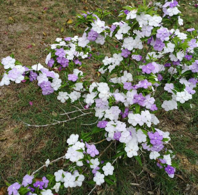 养鸳鸯茉莉，有重要3点，花更多更芳香，长势旺盛繁茂，开花不停