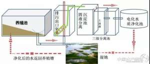 生态养殖鱼(环保风暴下，常规鱼养殖采用这套生态自净养殖模式能做到经济效益和生态效益双赢)