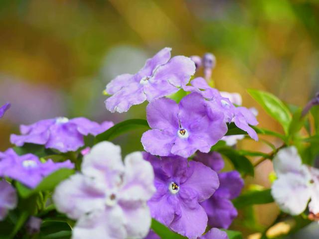 养鸳鸯茉莉，有重要3点，花更多更芳香，长势旺盛繁茂，开花不停