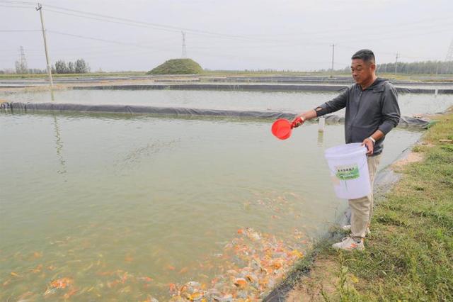 我的丰收年｜高唐锦鲤游出致富路，有村民一条鱼卖了17万元