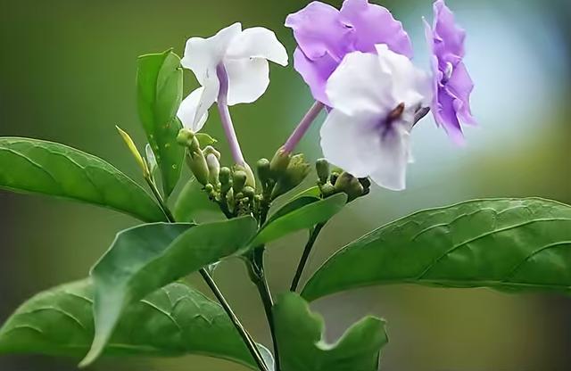 养鸳鸯茉莉，有重要3点，花更多更芳香，长势旺盛繁茂，开花不停