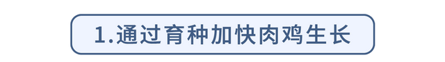 40天出栏的速成鸡，含有大量激素，有害还致癌？不敢吃的人看看吧