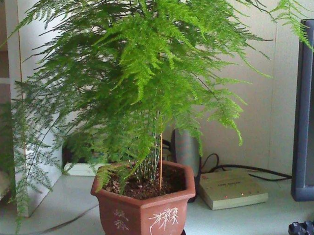 喜欢种植竹子，不用愁没院子，将这3样盆栽，轻松打造出雅致盆景