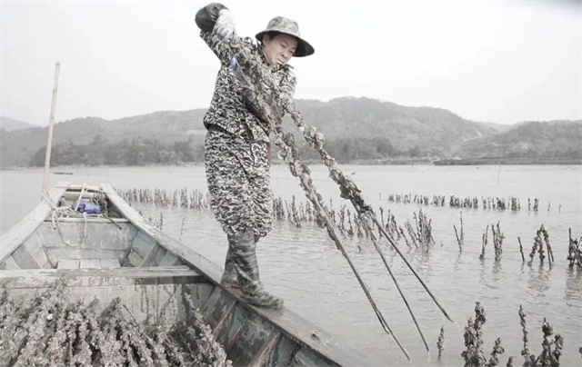 周末去连江海边挖小海蛎去