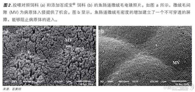 如何让鱼虾提高抗病力，这篇文章讲到点上了