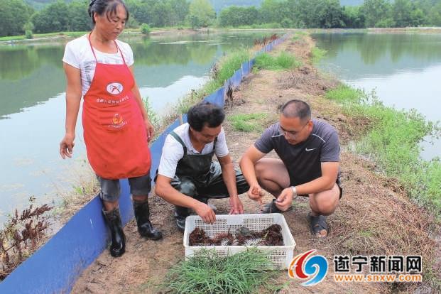 射洪市香山镇：生态农场虾蟹抢手相关新闻