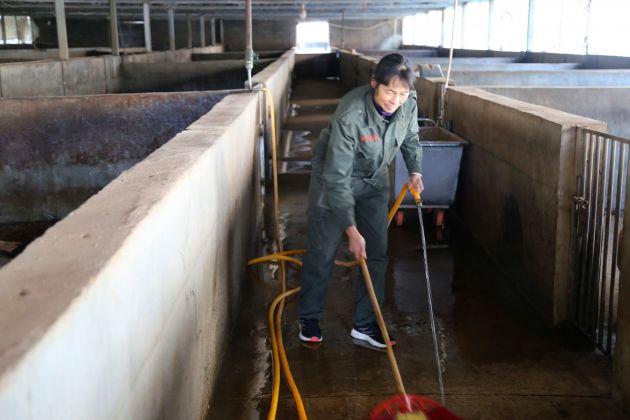 龙陵勐蚌村：发展栎果猪特色养殖 趟出山区农民致富路