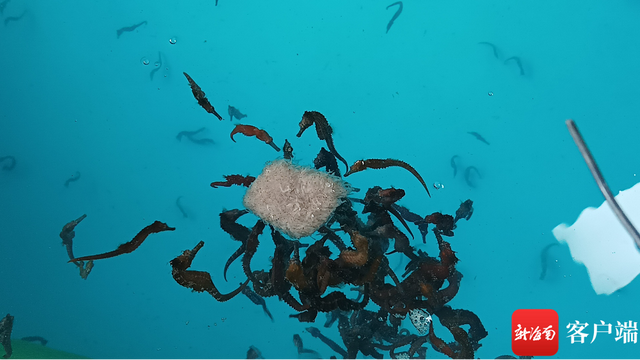 市场前景广阔 海南突破海马规模化养殖技术