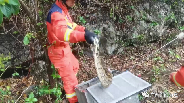 广西百色蟒蛇出没！被发现时已咬死村民家中一只山羊