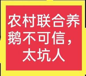 合同鹅养殖安不安全(联合养鹅不可信，套路非常多，已有多人上当)