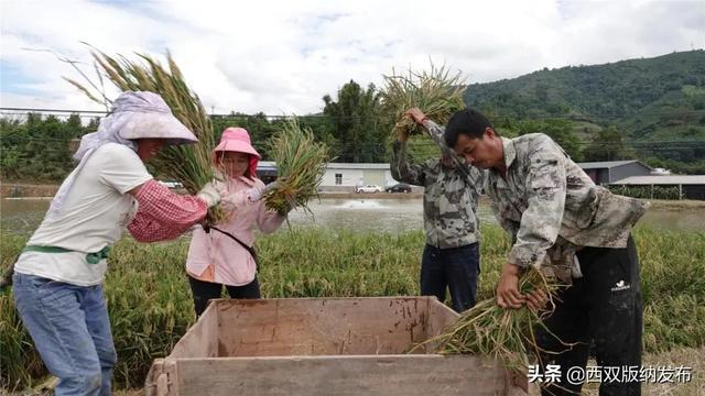 水上种稻 水里养鱼 西双版纳州首个“稻鱼共生”示范基地水稻种植成功