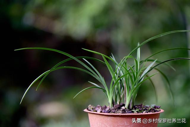 新手种植兰花要知道，兰花施肥6禁忌不要犯，核心技巧其实很简单