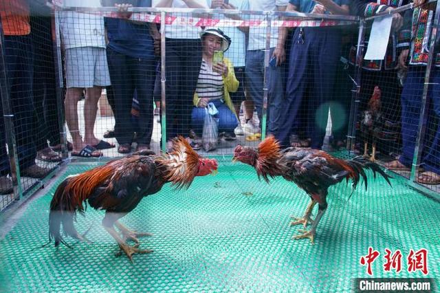 射弩斗鸡长桌宴 广西大化瑶乡布努瑶欢度“祝著节”