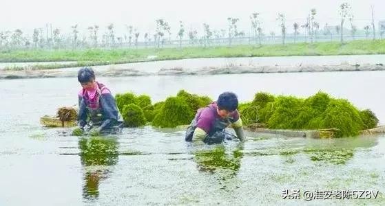 如何利用一季稻田养殖出两季大规格小龙虾？