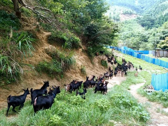 嘿，别小瞧了这些黑山羊！它们可是贺州这个村的“致富羊”